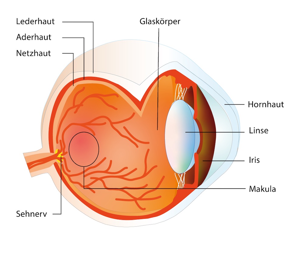Das Zentrum der Makula, die Fovea, ist die Stelle des schärfsten Sehens im Auge